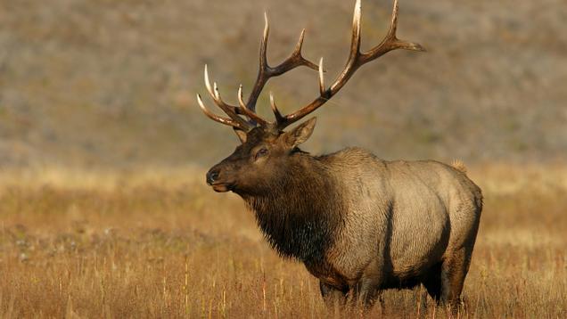 Illustration for article titled 7 Ways A Single Riled-Up Elk Could Completely Reshape This Election Before November